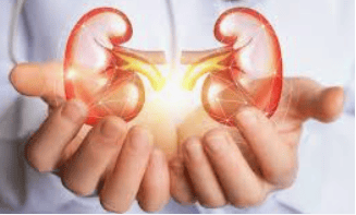 Manos sosteniendo una ilustración de los riñones — prevención de la enfermedad renal